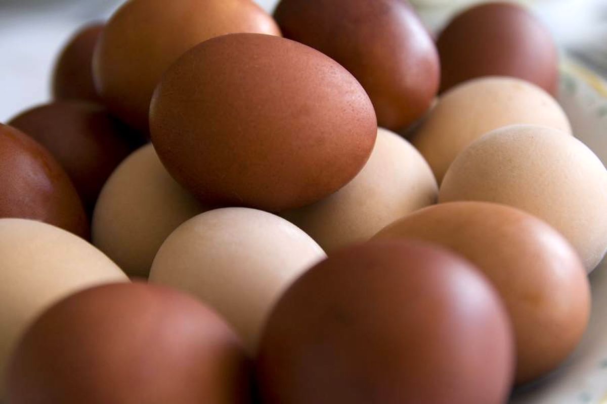 آیا تخم مرغ‌های قهوه‌ای ارزش غذایی بالاتری دارند؟