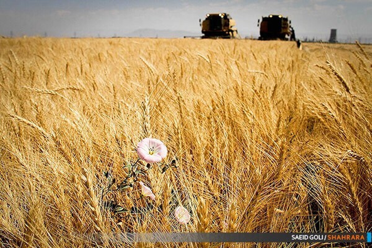 تدوین ۵ برنامه برای رشد امنیت غذایی و تأمین سفره مردم | خرید گندم از کشاورزان از مرز ۸.۲ میلیون تُن گذشت
