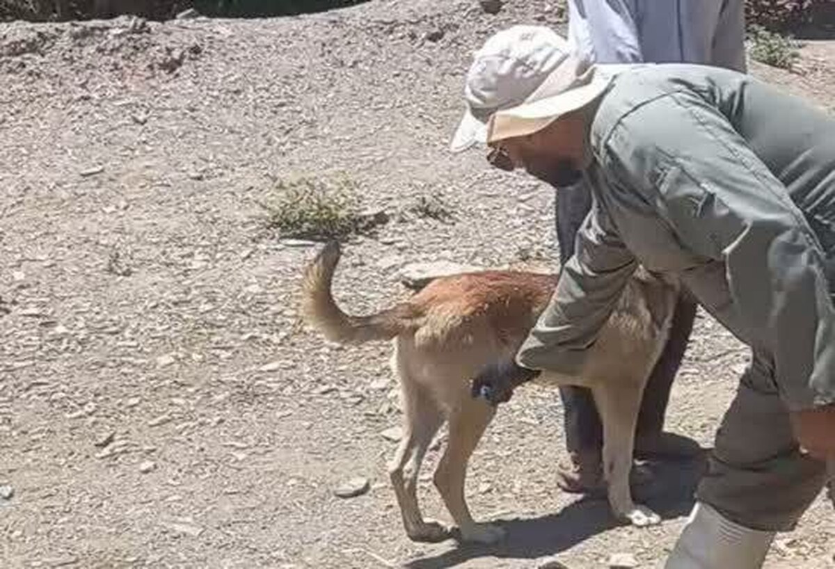 واکسیناسیون بیش از ۸۵۰ قلاده سگ در شهرستان طرقبه شاندیز (۳۱ تیر ۱۴۰۳)