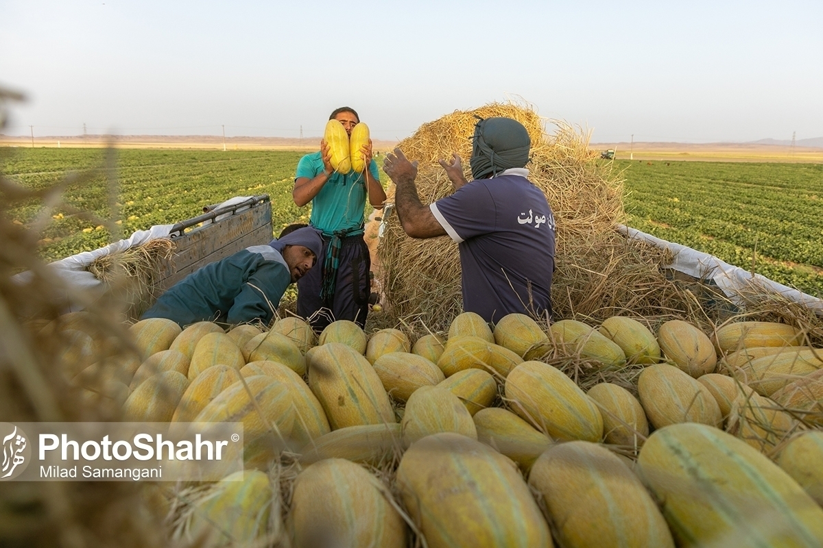 قیمت امروز انواع میوه و صیفی جات در مشهد (۱۳ مرداد ۱۴۰۳) | قیمت خربزه چقدر است؟