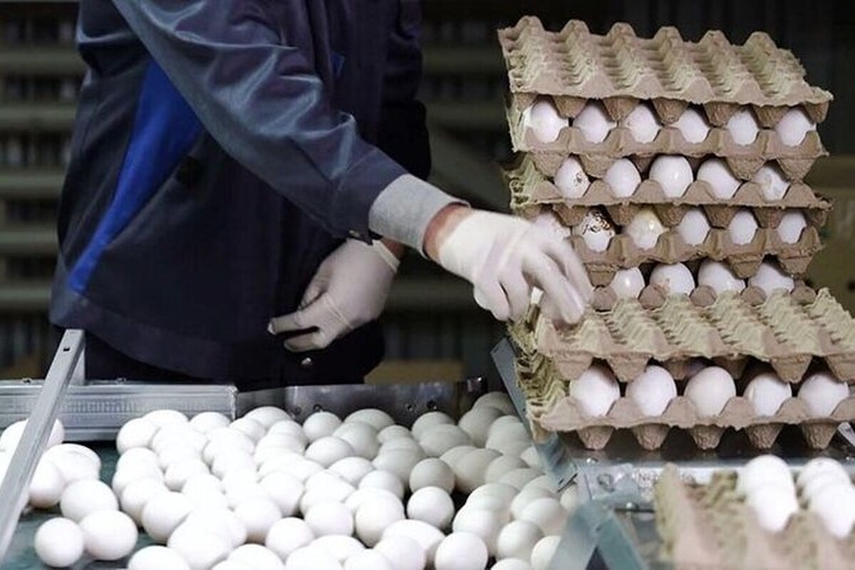 نرخ تخم‎‌مرغ صادراتی ایران به عراق، اعلام شد
