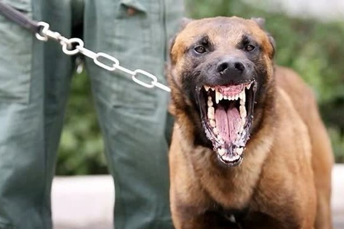 نتیجه آزمایش هاری سگ نگهبان حمله‌کننده به مردم در مشهد مثبت اعلام شد