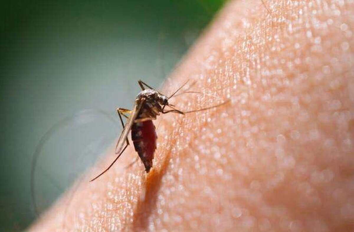 استان خراسان رضوی جز مناطق عاری از بیماری مالاریا است