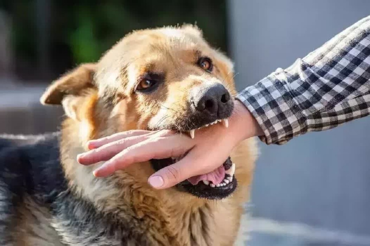 در صورت حیوان گزیدگی بلافاصله به مراکز بهداشت مراجعه کنید