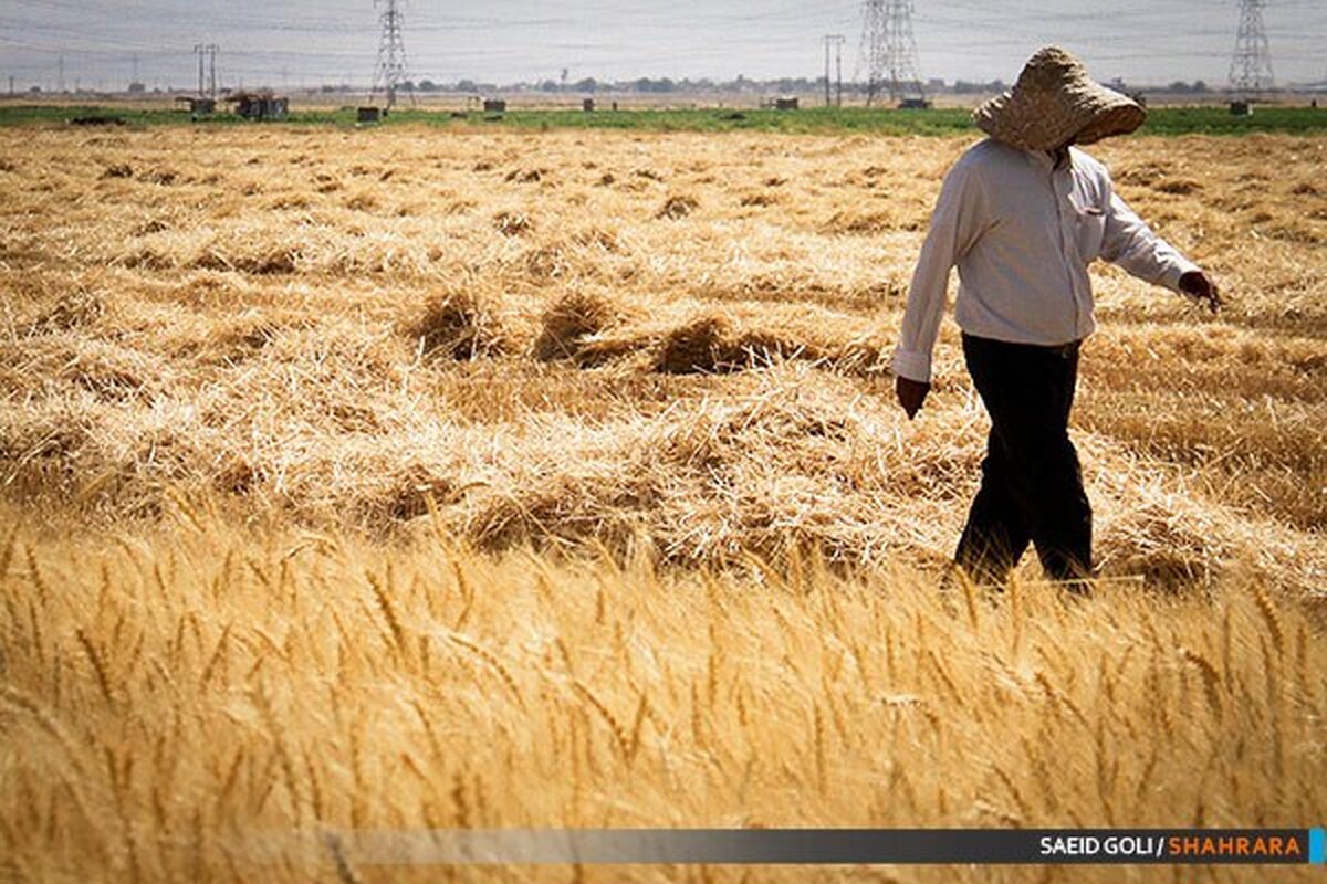 افزایش ۴۷ درصدی خرید تضمینی گندم توسط تعاون روستایی خراسان‌رضوی