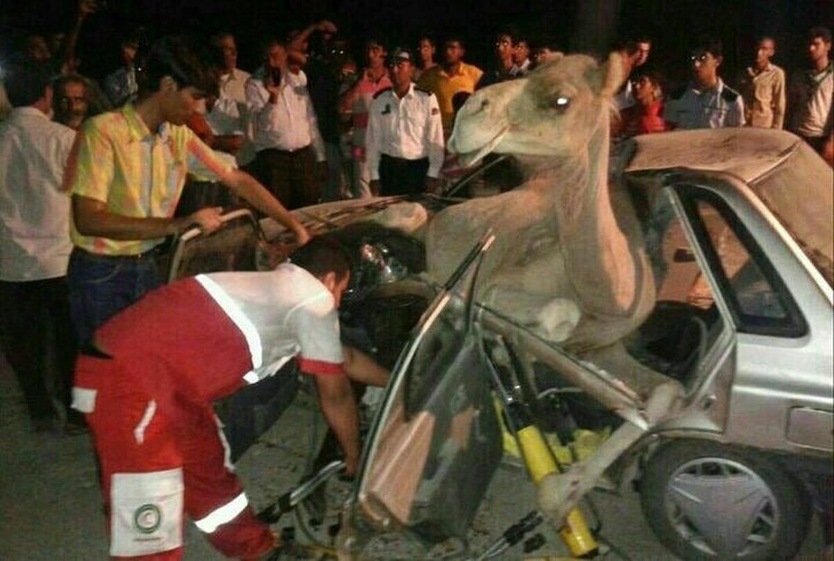 فرماندار شاهرود گفت: تصادف خودرو پراید با شتر در جاده فرعی طرود به بیارجمند شاهرود منجر به کشته شدن ۲ نفر شد.