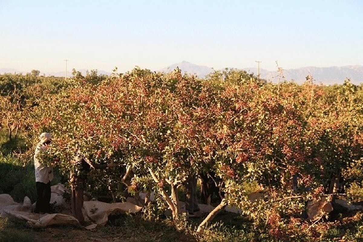 نوسانات دمایی زمستان ۱۴۰۲ و ابتدای بهار ۱۴۰۳ و قطعی برق چاه‌های کشاورزی در اوج گرمای مستمر ۴۳ درجه‌ای تابستان ۱۴۰۳، موجب شد شرایط از آستانه تحمل درختان پسته فرا رود و باغداران آسیب‌های بسیاری را متحمل شوند.