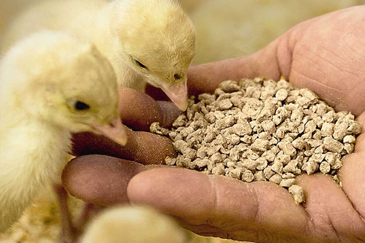 مشاور اتحادیه مرغداران گفت: با توجه به ازدیاد تقاضا در ایام پایانی سال، پیش‌بینی می‌شود که در صورت تأمین بموقع جوجه یک‌روزه و نهاده‌های دامی، ۳۰ تا ۴۰ هزار تن مرغ به بازار‌های هدف صادر شود.