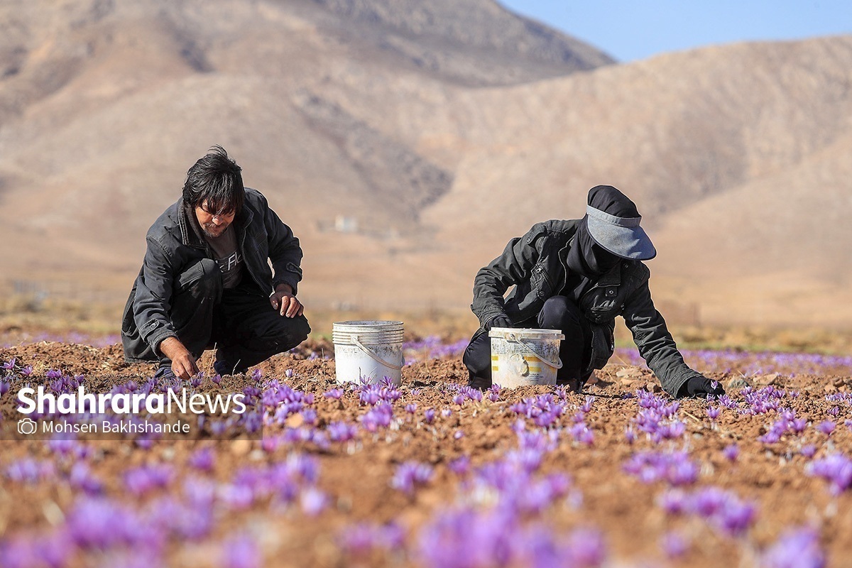 معان فنی جهاد کشاورزی شهرستان تربت‌حیدریه گفت: میزان برداشت زعفران در این شهرستان با توجه به بارش‌های خوب امسال نسبت به پارسال افزایش خواهد داشت.