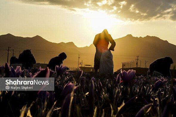 ایران زیباست | فصل طلای سرخِ خراسان