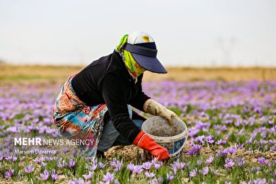 ایران زیباست | برداشت «طلای سرخ» از مزارع خراسان‌شمالی