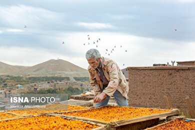 ایران زیباست | «خرو» بزرگ‌ترین تولیدکننده آلو در کشور