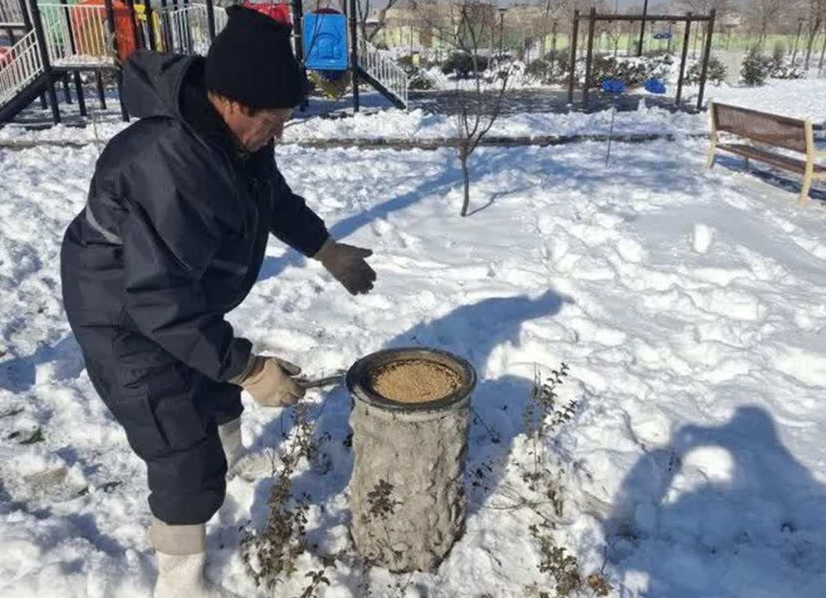 حمایت شهرداری مشهد از پرندگان در فصل سرما با شارژ ۳۴۰ دانخوری و ۳۰۰ آبخوری در فضاهای سبز