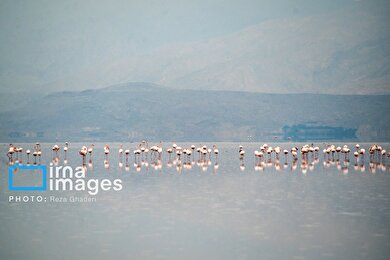 ایران زیباست | فلامینگوها به دریاچه مهارلو بازگشتند