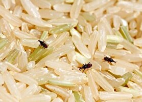 خانه داری| با روش‌های از بین بردن سوسک‌های برنج بیشتر آشنا شویم