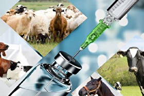 پژوهشگران ایرانی جایگزین طبیعی آنتی‌بیوتیک ساختند