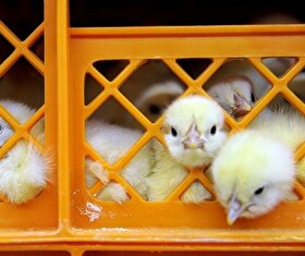 صادرات جوجه از گذرگاه دوغارون به افغانستان آغاز شد