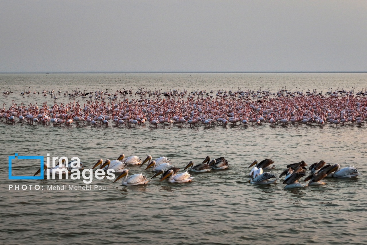 ایران زیباست | بازگشت فلامینگوها به سواحل مازندران
