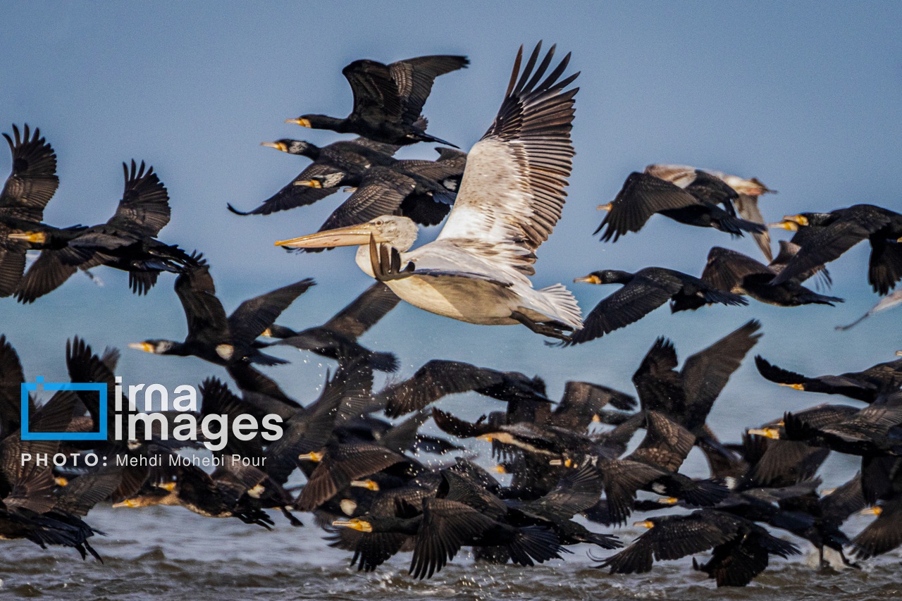 ایران زیباست | بازگشت فلامینگوها به سواحل مازندران