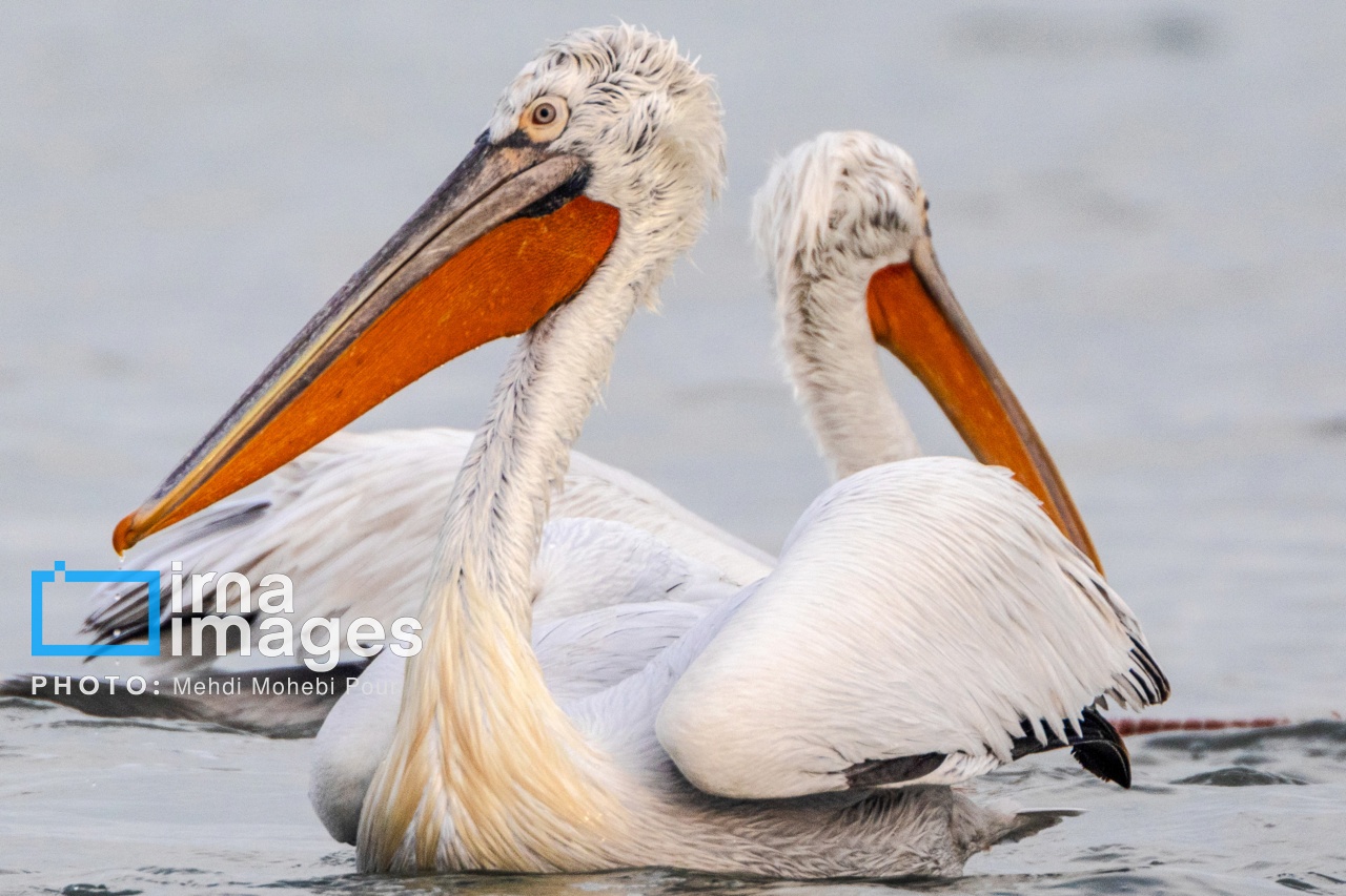 ایران زیباست | بازگشت فلامینگوها به سواحل مازندران