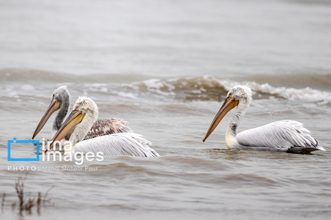 ایران زیباست | بازگشت فلامینگوها به سواحل مازندران
