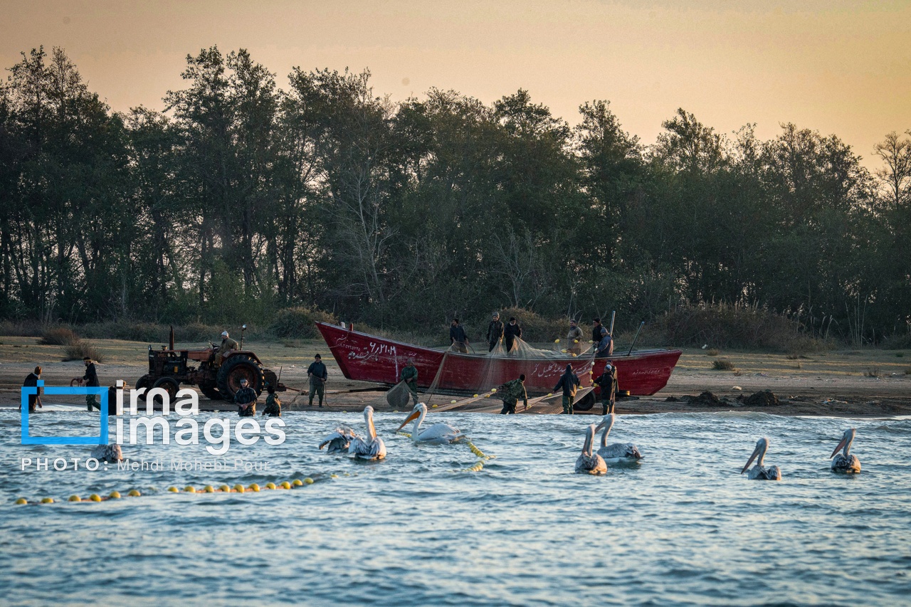 ایران زیباست | بازگشت فلامینگوها به سواحل مازندران