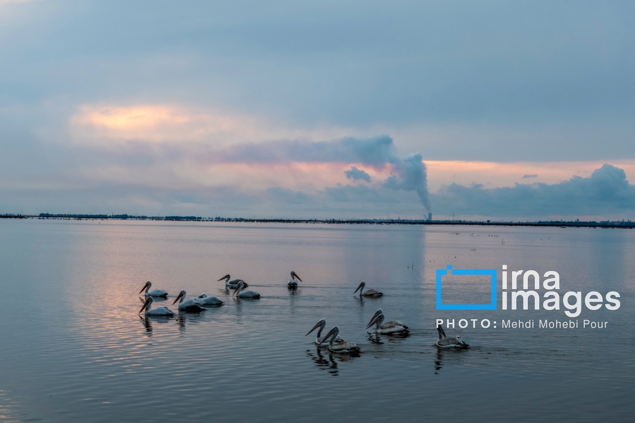 ایران زیباست | بازگشت فلامینگوها به سواحل مازندران