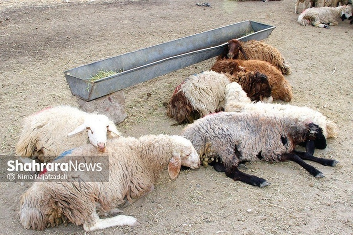 مدیرعامل اتحادیه دام سبک گفت: با توجه به جمعیت دام، کمبودی در عرضه نداریم.