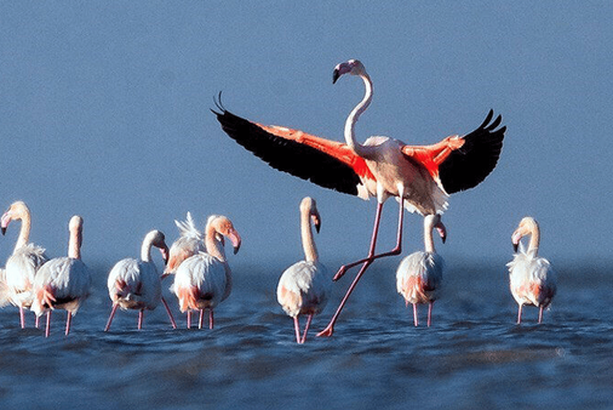 آبگیری ۲۵ درصدی تالاب بختگان پس از بارش‌های اخیر، امید‌های تازه‌ای برای احیای این قلب تپنده زیست‌محیطی و بازگشت حیات به منطقه زنده کرد.