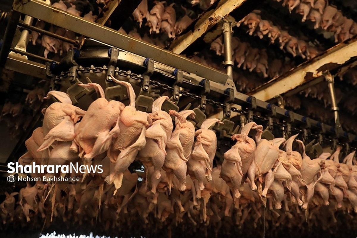 مدیرکل پشتیبانی امور دام خراسان رضوی گفت: تولید قراردادی مرغ با هدف حمایت از تولیدکنندگان و تأمین و تکمیل ذخایر گوشت مرغ در استان آغاز شده است.