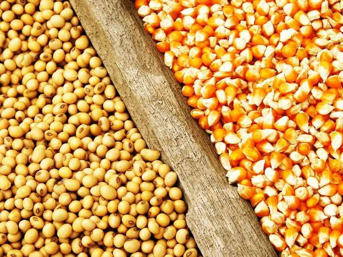 تسهیلات ویژه برای خرید نهاده به مرغداران خراسان رضوی اعطا می‌شود