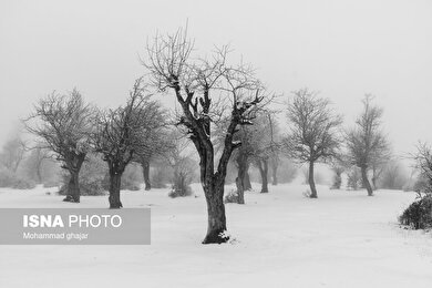 گزارش تصویری | طبیعت زمستانی استان گلستان