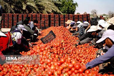 گزارش تصویری | برداشت گوجه فرنگی خارج از فصل - بردخون