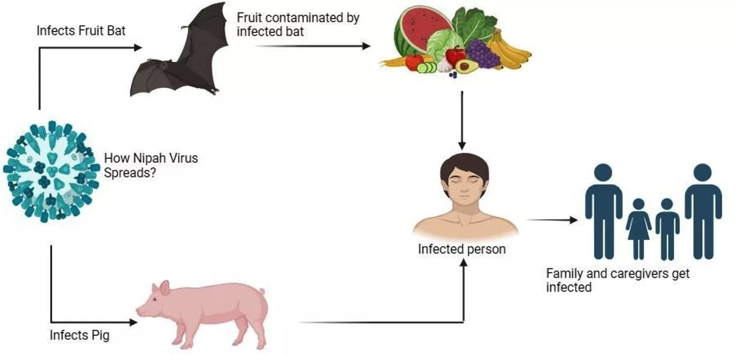همه‌چیز درباره ویروس نیپا + علائم، راه‌های پیشگیری و مقایسه با کرونا