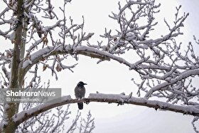 پیش‌بینی هواشناسی مشهد و خراسان رضوی امروز (یکشنبه، ۱۲ بهمن ۱۴۰۴) | بارش برف در برخی نقاط استان از چهارشنبه
