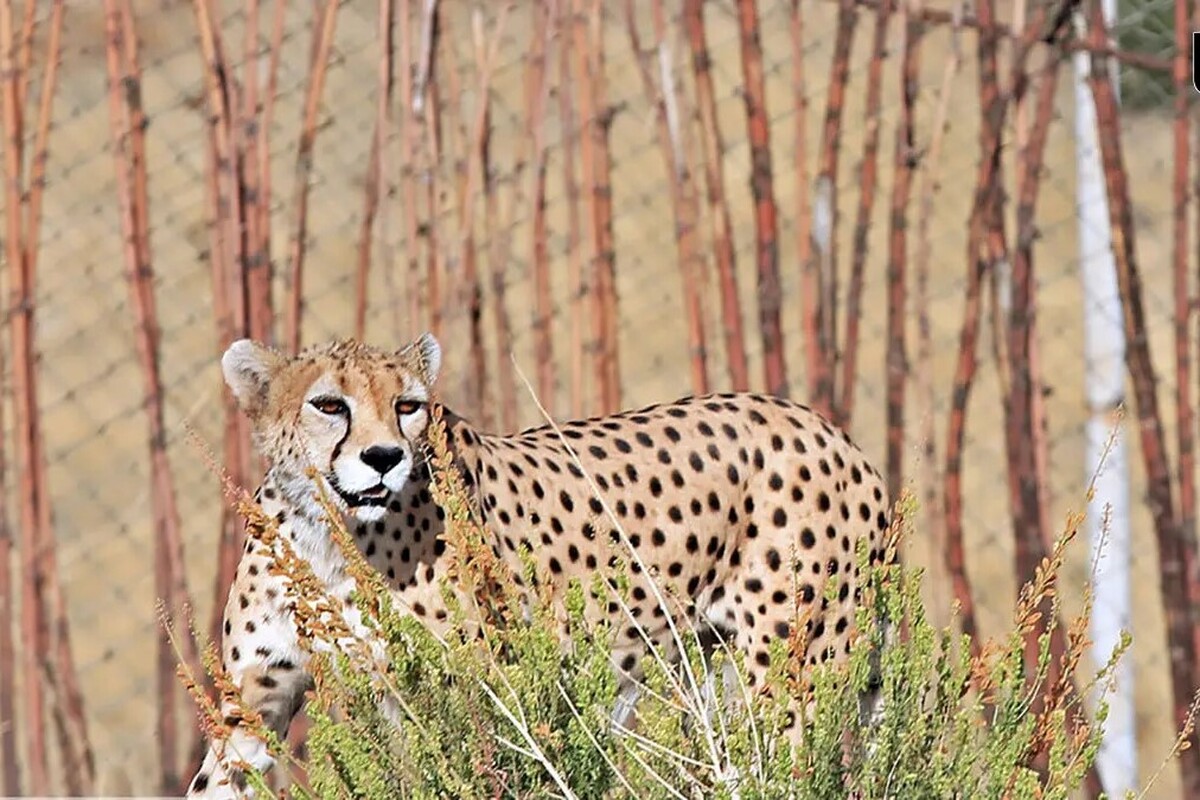 لحظه نادر حضور یکی از کمیاب‌ترین گربه‌سانان جهان، یوزپلنگ آسیایی، در پناهگاه حیات وحش میاندشت توسط دوربین‌ها ثبت شد.