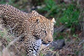 ویدئو| مشاهده دو قلاده پلنگ در منطقه حفاظت شده البرز جنوبی