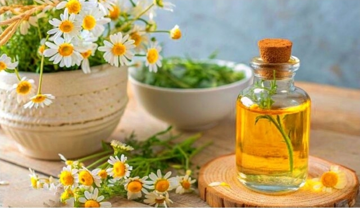 بابونه، گیاهی دارویی مناسب برای رفع بیماری‌های زنانه