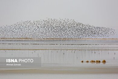 گزارش تصویری | سرشماری پرندگان مهاجر «تالاب مُرِّه» - قم