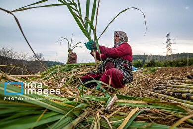 گزارش تصویری | برداشت نیشکر از زمین های استان مازندران