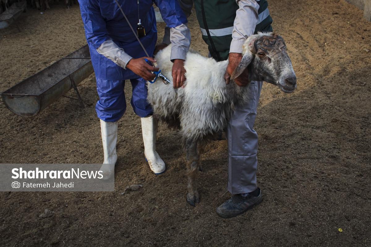 فاز دوم واکسیناسیون تب برفکی در خراسان رضوی آغاز شد (۶ بهمن ۱۴۰۴)