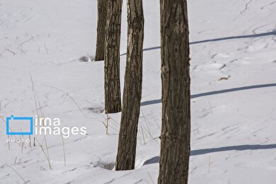 گزارش تصویری | سایه سفید