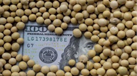 پایان رژیم آمریکایی گاوهای ایرانی| جایگزینی تاریخی با گیاهان بومی برای صرفه‌جویی ۷ میلیارد دلاری