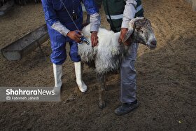 فاز دوم واکسیناسیون تب برفکی در خراسان رضوی آغاز شد (۶ بهمن ۱۴۰۴)