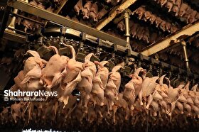 تولید قراردادی مرغ در خراسان رضوی به ۱.۵ میلیون قطعه رسید