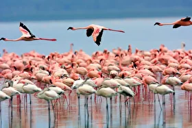 تالاب بختگان در پی بارش‌های اخیر دوباره جان گرفت (۷ بهمن ماه ۱۴۰۴)