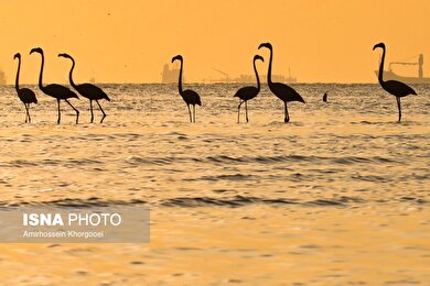 ایران زیباست | فلامینگوها میهمان آب‌های گرم خلیج فارس