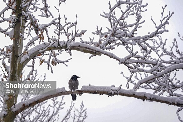 بارش باران و برف در اکثر نقاط کشور از شنبه تا سه‌شنبه (۱۶ اسفند ۱۴۰۴)
