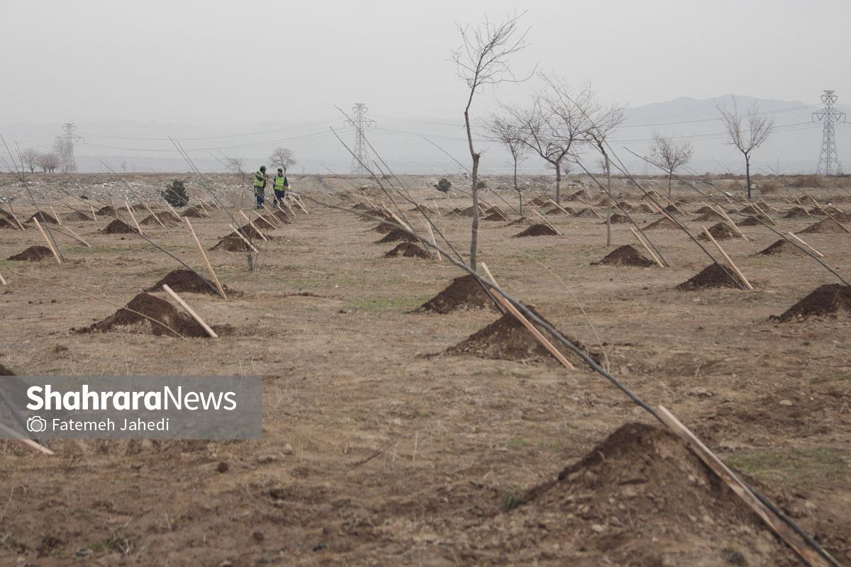 مدیرکل منابع طبیعی خراسان رضوی: ۴۰۰ هزار اصله نهال از ابتدای هفته توزیع شد