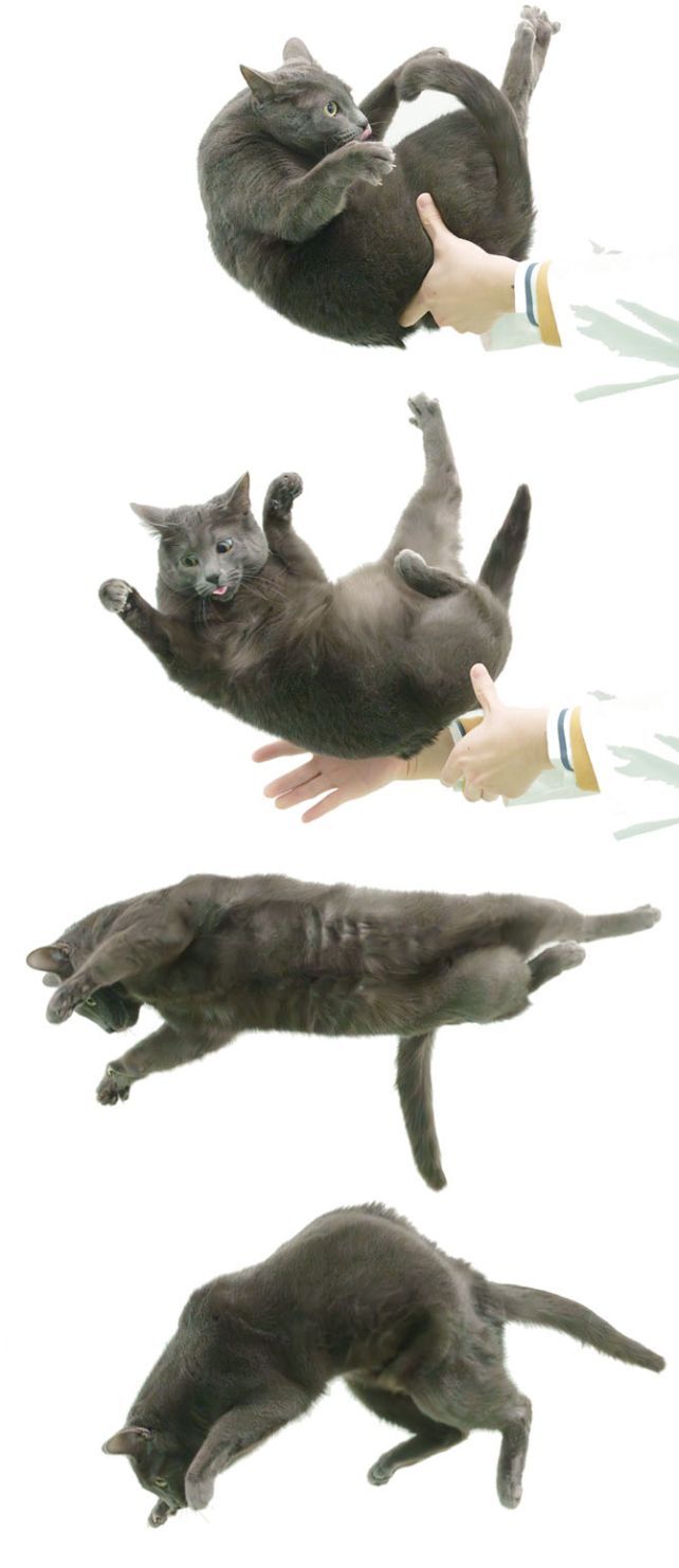 پاسخ تحقیقات جدید به سؤال «چرا گربه‌های در حال سقوط همیشه روی پاهایشان فرود می‌آیند؟»